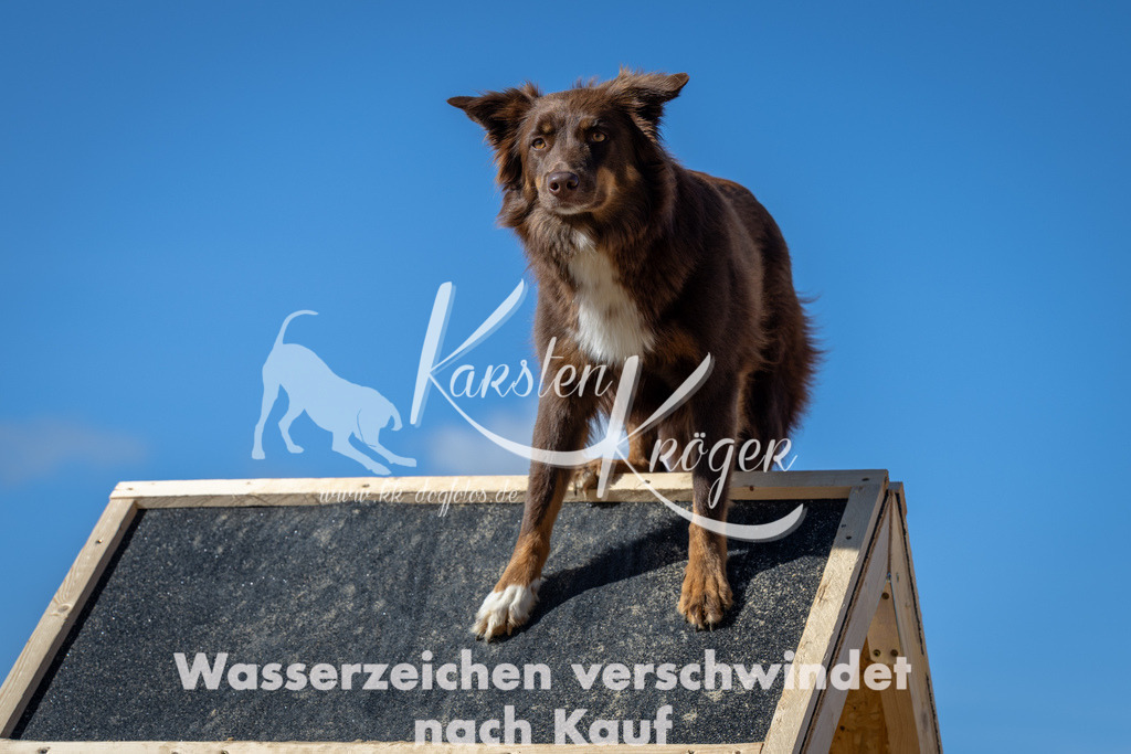 1228_ZZ93211-2 | kk-dogfotos