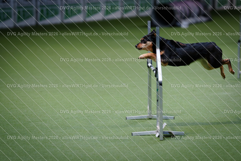 allesWIRTHgut_Tierfotografie-DVG_Agility_Masters_2026-11_21-7R501584 | Professionelle Tierfotografie in Mönchengladbach von Daniel Wirth (allesWIRTHgut). Liebevolle & natürliche Bilder von Hunden & Katzen für unvergessliche Erinnerungen.