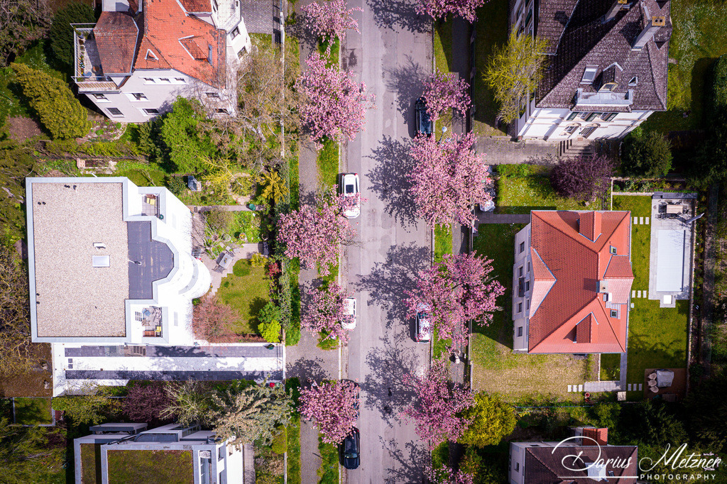 Die Ritterstrasse in Mainz | Die Ritterstrasse in Mainz im Frühling mit blühenden Bäumen
