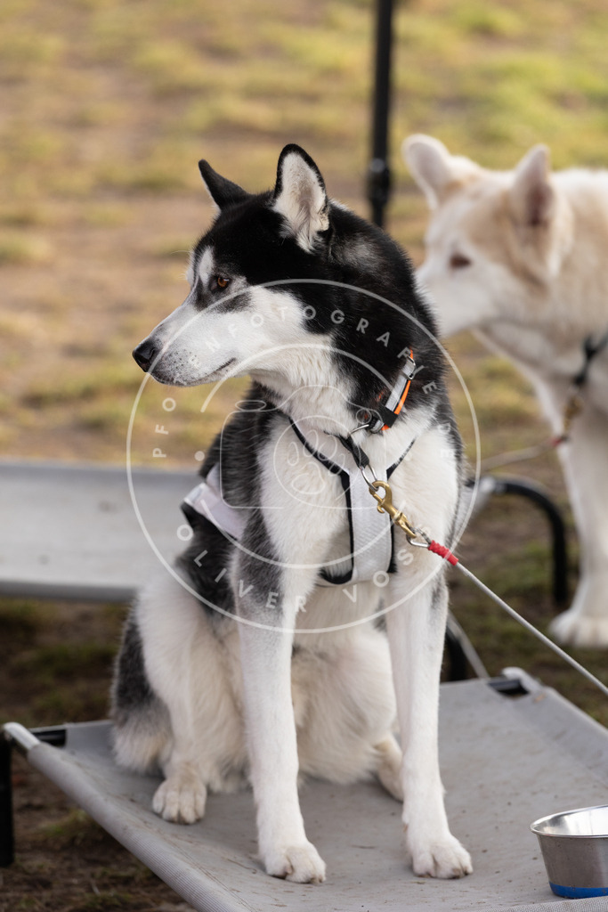 Pfotenfotografie_DV3A6678 | Hundefotografie, Tierfotograf, Pfotenfotografie, Fotoshooting Hund, Hunde Portrait, Hundesport, Hundeportraits, Heideshooting, Hunde, Sportfotograf, Hundefotograf, Turnierhundsport, THS,  - Realisiert mit Pictrs.com