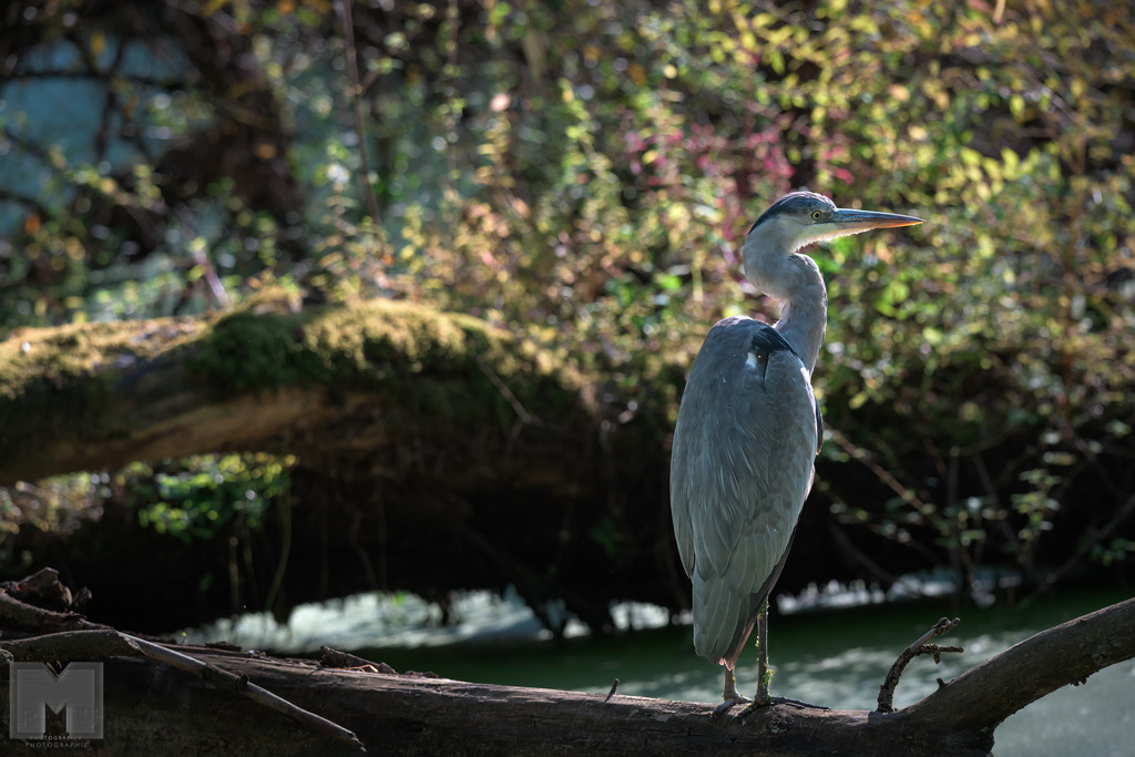 Reiher | Landschafts- und Tierfotografie zu allen Jahreszeiten. Und immer die Schönheit des Lichtes im Auge... - Realisiert mit Pictrs.com