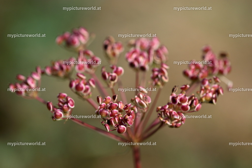 Berg-Haarstrang-001 | Das Bilderarchiv über Tiere, Planzen und Landschaften. In der Bilddatenbank finden Sie ein große Auswahl an hochwertigen Bilder für Ihre Werbung - Realisiert mit Pictrs.com