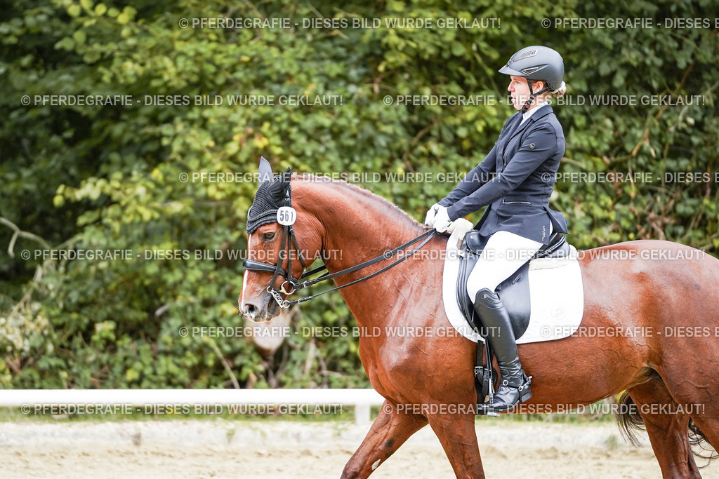 DSC04318 | Pferdegrafie