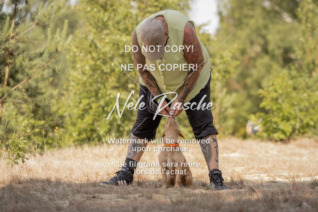 nelerasche_soDD2_60 | nelerasche