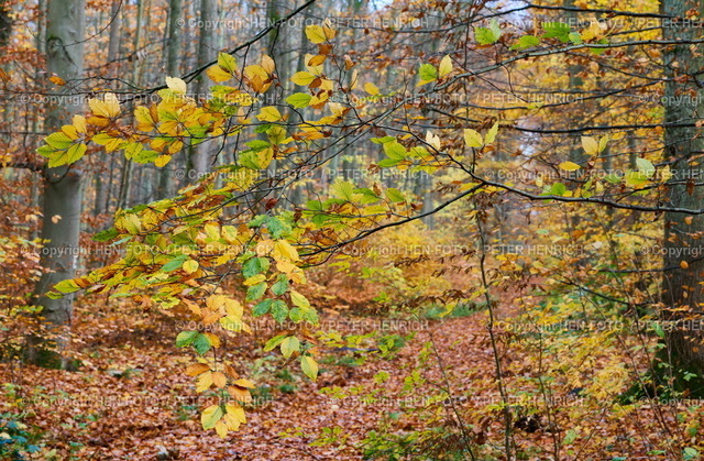 Darmstadt Impressionen | 15.11.2023 Bunte Herbstmotive von und rund um das Kranichsteiner Jagdschloß mit dem angrenzenden Wald hier gelb braun oranges Herbstlaub nach Schauer (Foto: Peter Henrich) - Realisiert mit Pictrs.com