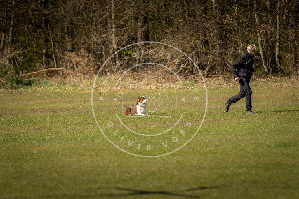 Pfotenfotografie_DV3A0443 | Hundefotografie, Tierfotograf, Pfotenfotografie, Fotoshooting Hund, Hunde Portrait, Hundesport, Hundeportraits, Heideshooting, Hunde, Sportfotograf, Hundefotograf, Turnierhundsport, THS,  - Realisiert mit Pictrs.com
