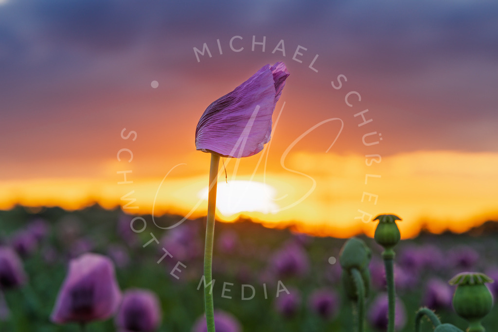 2025-05-20 2025-05-20 Erlenbacher Oelmuehle Mohnblumen 263 | Schwotte Media - Realisiert mit Pictrs.com