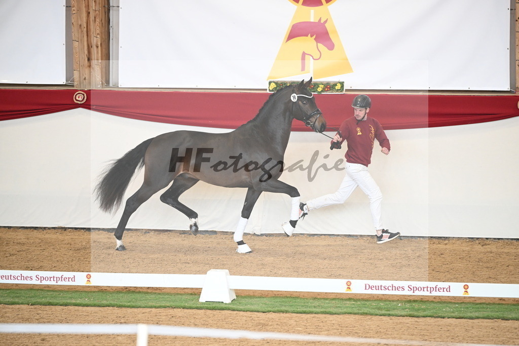 Kat.-Nr. 78 v. Springbank II VH_Reichert_2250732 | hf-fotografie - Realisiert mit Pictrs.com