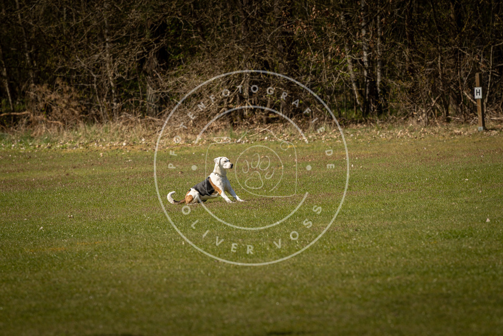 Pfotenfotografie_DV3A0658 | Hundefotografie, Tierfotograf, Pfotenfotografie, Fotoshooting Hund, Hunde Portrait, Hundesport, Hundeportraits, Heideshooting, Hunde, Sportfotograf, Hundefotograf, Turnierhundsport, THS,  - Realisiert mit Pictrs.com