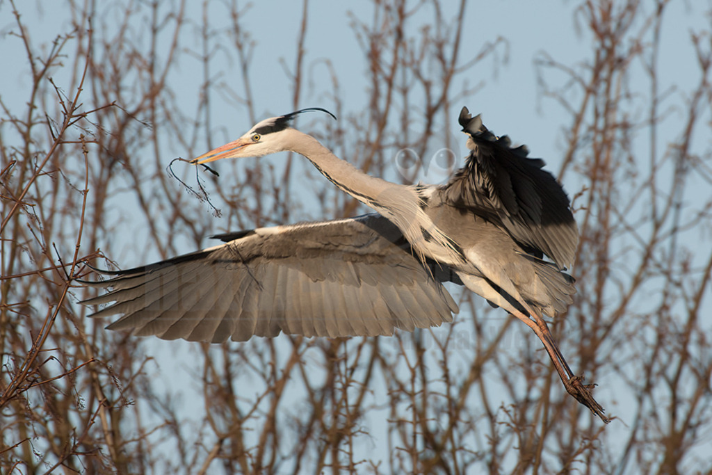 20080314_17214116196 | Der Graureiher (Ardea cinerea), auch Fischreiher genannt, ist eine Vogelart aus der Ordnung Pelecaniformes. Er ist in Eurasien und Afrika weit verbreitet und häufig. Weltweit werden vier Unterarten unterschieden. In Mitteleuropa ist er mit der Nominatform Ardea cinerea cinerea vertreten. - Realisiert mit Pictrs.com