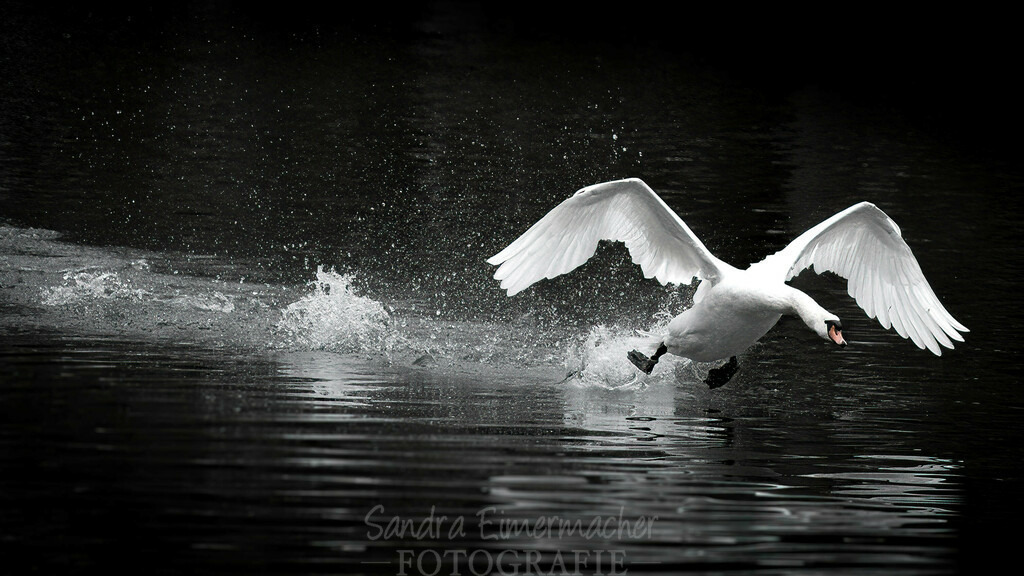 Schwan beim Abflug | Startvorgang eines Schwanes in der Rheinaue - Realisiert mit Pictrs.com