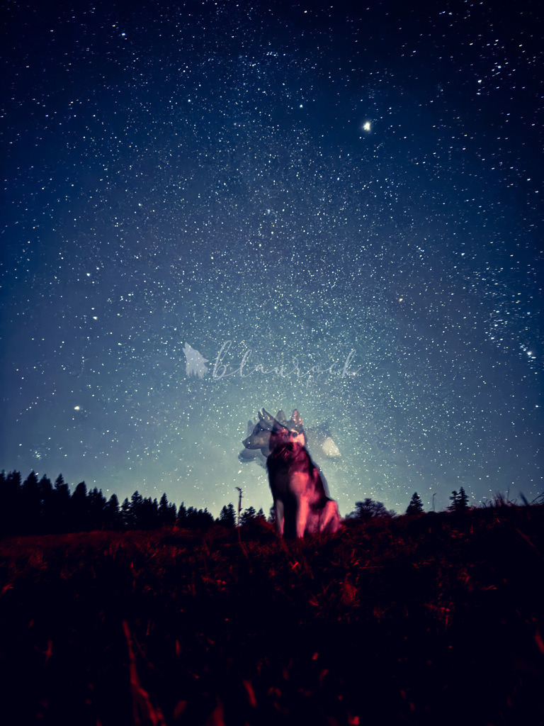 63C218FD-3B13-4F22-A2F9-73D97A9DD8DA | Sportbilder, Sportfotograf, Hochzeits- und Eventfotografin, Flugshows, Portraits und Tiershooting, Aviation, Downhill, Nationalleague, Swissleague, International