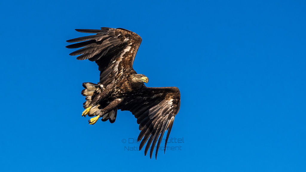 Weißschwanz Seeadler | Weißschwanz Seeadler vor einem Fjord 
Weißschwanz Seeadler
Svolvaer, Lofoten Norwegen - Realisiert mit Pictrs.com