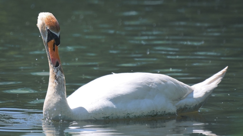 Z73_2653 | Freier Fotograf aus Itzehoe. Kontakt via instagram.com/f0t0kunst/ - Realisiert mit Pictrs.com