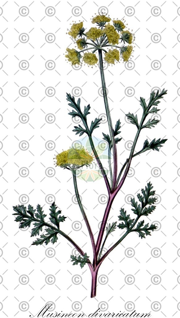 HistAbb_wfo-0000246830_1_ENZY_Simple | Historische Abbildung von Musineon divaricatum - Apiaceae | Historical Illustration of Musineon divaricatum - Apiaceae