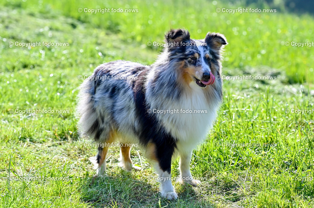 Hunde_ Shelties_ 26.05.2023-38 | 26.05.2023, Povazska Bystrica, SVK, Hund, Hunde, im Bild Dog, Hund, Sheltie, Shetland Sheepdog

Bakari, Iris, Arrigo, Ashley, Amy, Abbey