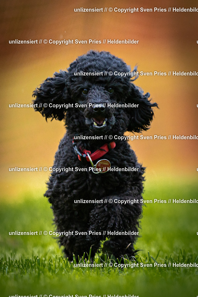 Sven Pries | 2025-09-21 - Hunderennen Baden-Oos - Realisiert mit Pictrs.com