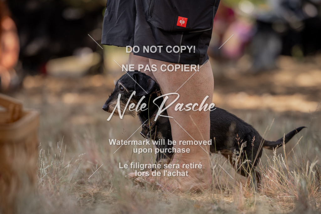 nelerasche_soDD2_22 | nelerasche