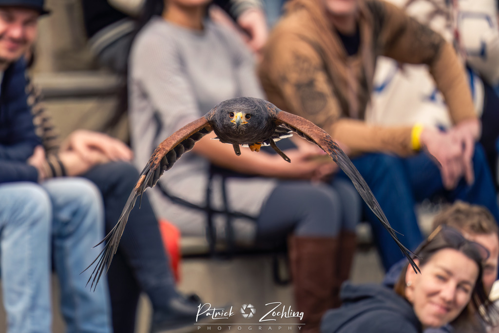 Greifvogl-Zöchling (11 von 23) | Mein Name ist Patrick Zöchling. Auf dieser Website siehst Du meine Projekte als Fotograf und kannst Dir Deine Fotos in Galerien ansehen und herunterladen. Über einen Webshop kannst Du Bilder ausarbeiten, auf T-Shirt drucken usw. - Realisiert mit Pictrs.com