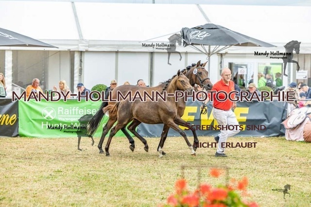 26-8-21 DR HF Fohlen-469 | mandyhollmannphotographie