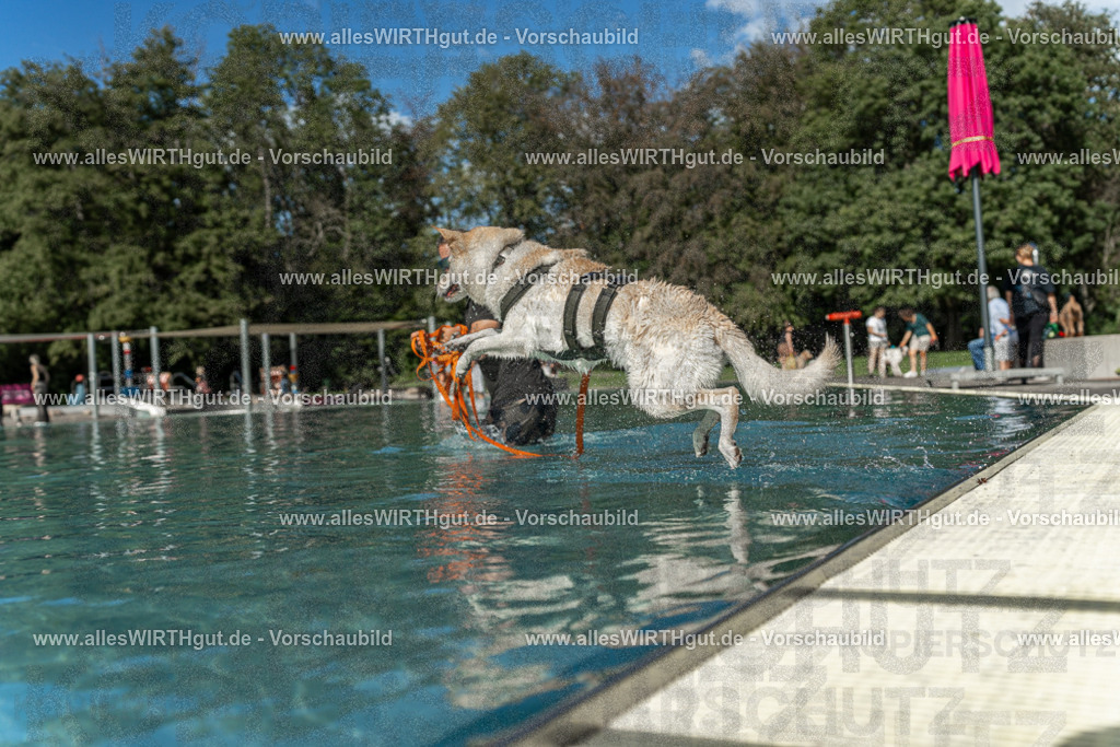 Hundeschwimmen_Volksbad_2026-allesWIRTHgut_Tierfotografie-2609061545-7R501806 | Professionelle Tierfotografie in Mönchengladbach von Daniel Wirth (allesWIRTHgut). Liebevolle & natürliche Bilder von Hunden & Katzen für unvergessliche Erinnerungen.