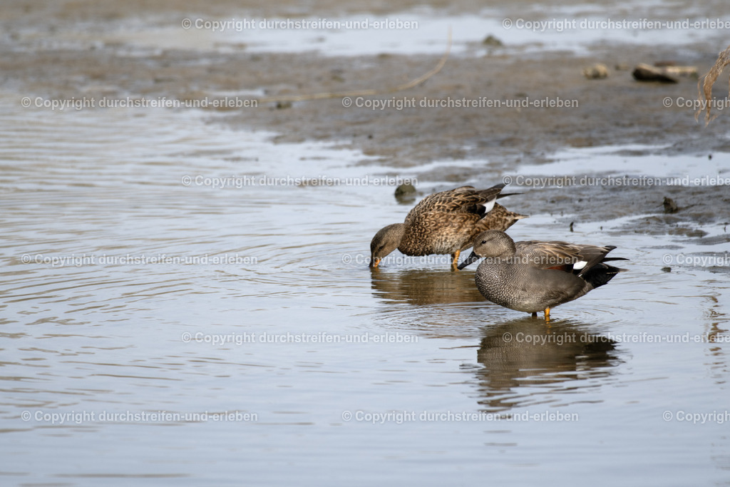 Schnatterenten | Eine wenig in Mitteleuropa verbreitete Schnatterente: Diese hier lebt im Naturschutzgebiet Rieselfelder in Münster. A gadwall, a species of duck that is not very common in Central Europe: This one lives in the Rieselfelder nature reserve in Münster. This one lives in the Rieselfelder nature reserve in Münster. This one lives in the Rieselfelder nature reserve in Münster. - Realisiert mit Pictrs.com