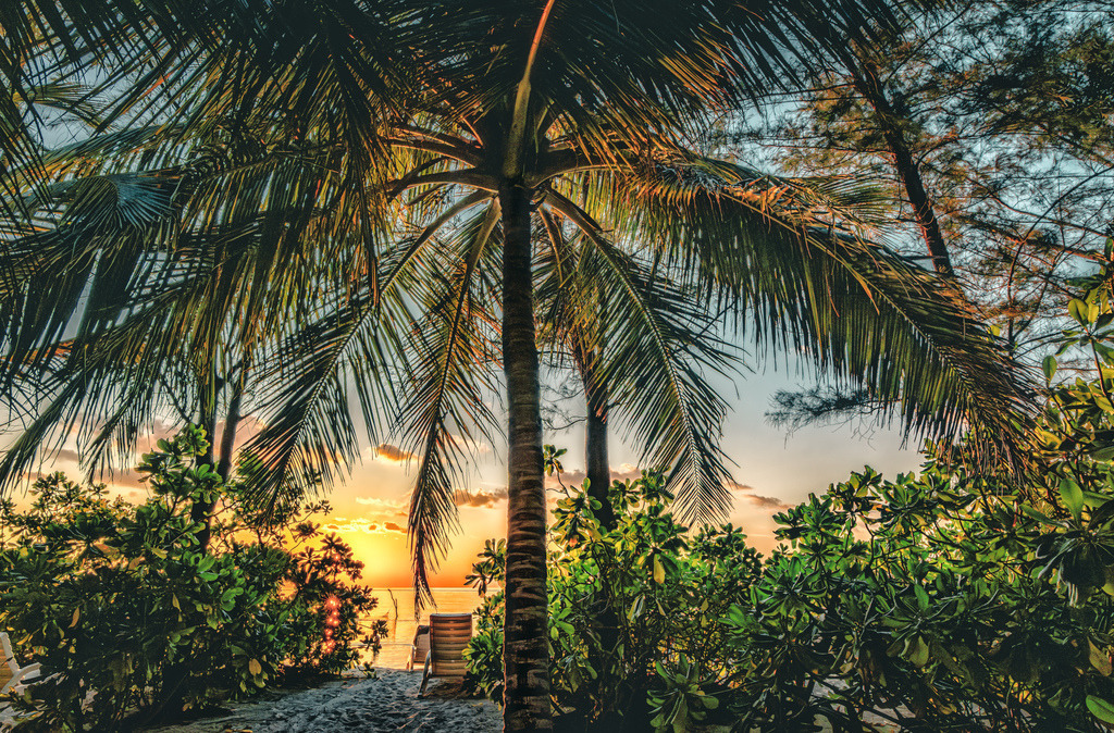 Malerischer Sonnenaufgang,Palmen,feiner Sand,Romartik,Malediven | Das Bild zeigt einen malerischen Blick durch eine große Palme auf einen tropischen Sandstrand auf den Malediven bei Sonnenaufgang, eingerahmt von üppigem grünem Buschwerk.Palmen und Vegetation: Im Vordergrund steht zentral eine stattliche Palme mit gefiederten Wedeln, die den Blick auf den Horizont umrahmt, begleitet von dichtem tropischen Blattwerk an den Seiten.Stimmung am Strand: Im Hintergrund ist ein ruhiger Sandweg oder Strandabschnitt zu erkennen, der zu einem warmen, golden leuchtenden Himmel am Wasser führt. - Realisiert mit Pictrs.com