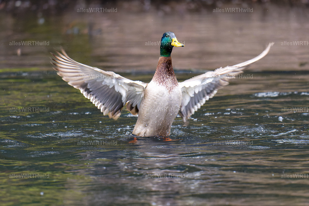 Daniel Wirth - www.allesWIRTHwild.de -7IV00983-ARW_DxO | Entdecke die faszinierende Welt der Natur- und Wildlife-Fotografie von Daniel und Bärbel. Inspirierende Bilder von wilden Tieren und kleinen Naturwundern.