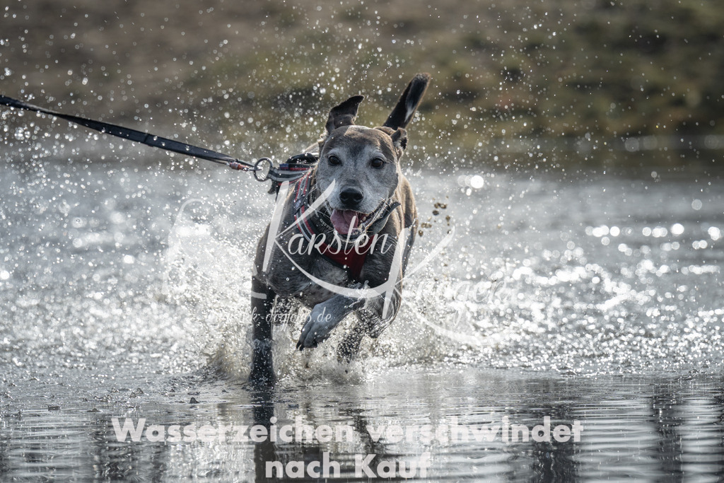 1023_ZZ97193 | kk-dogfotos
