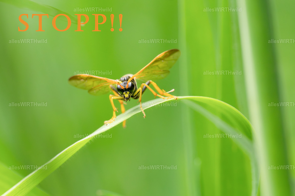 Stopp | Entdecke die faszinierende Welt der Natur- und Wildlife-Fotografie von Daniel und Bärbel. Inspirierende Bilder von wilden Tieren und kleinen Naturwundern.