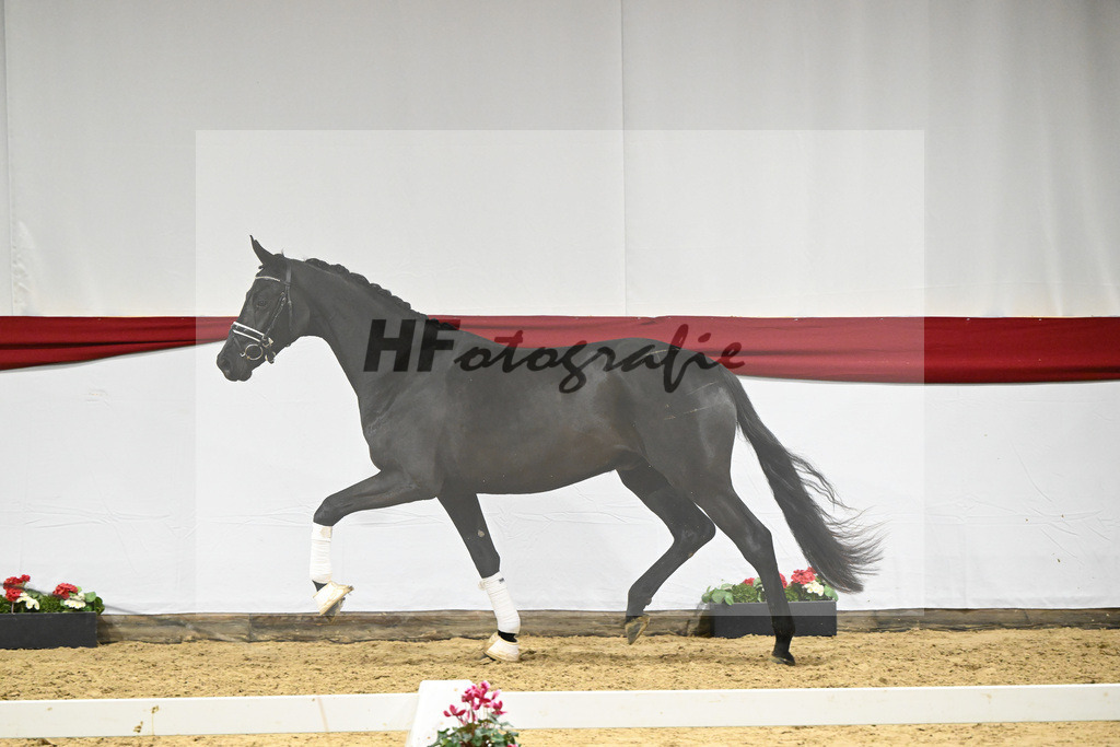 Kat-Nr. 72 v. Maracana_Tanner_63222117 | hf-fotografie - Realizzato con Pictrs.com