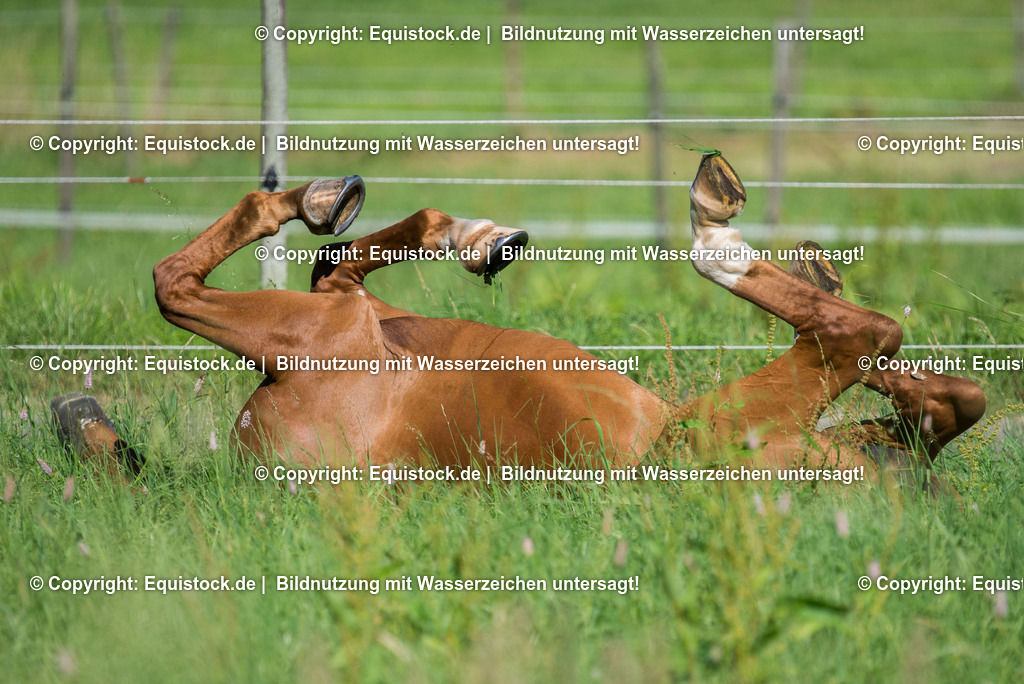 20160826_W__lzender_Wallach_0001 | Foto: Thomas Hartig