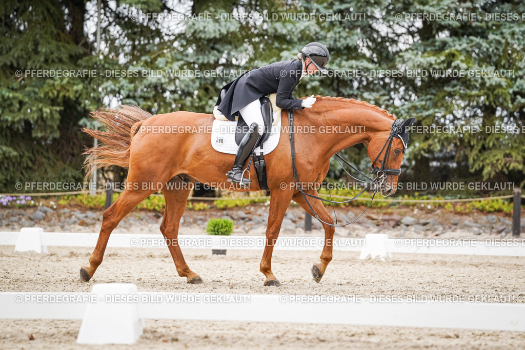 DSC05318 | Pferdegrafie