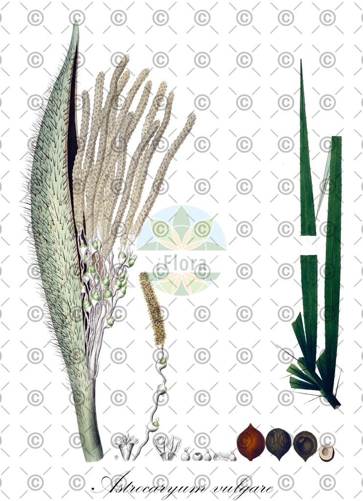HistAbb_wfo-0000294191_1_ENZY_Simple | Historische Abbildung von Astrocaryum vulgare - Arecaceae | Historical Illustration of Astrocaryum vulgare - Arecaceae