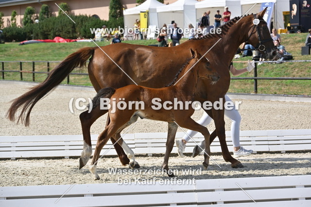 21_Cashmere - Conthargos_935_0096 | Björn Schroeder Pferdefotografie