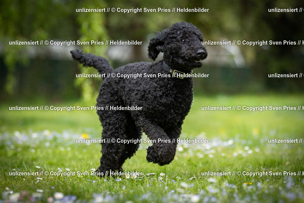 Sven Pries | 2025-04-13 - Hunderennen Baden-Baden - Realisiert mit Pictrs.com