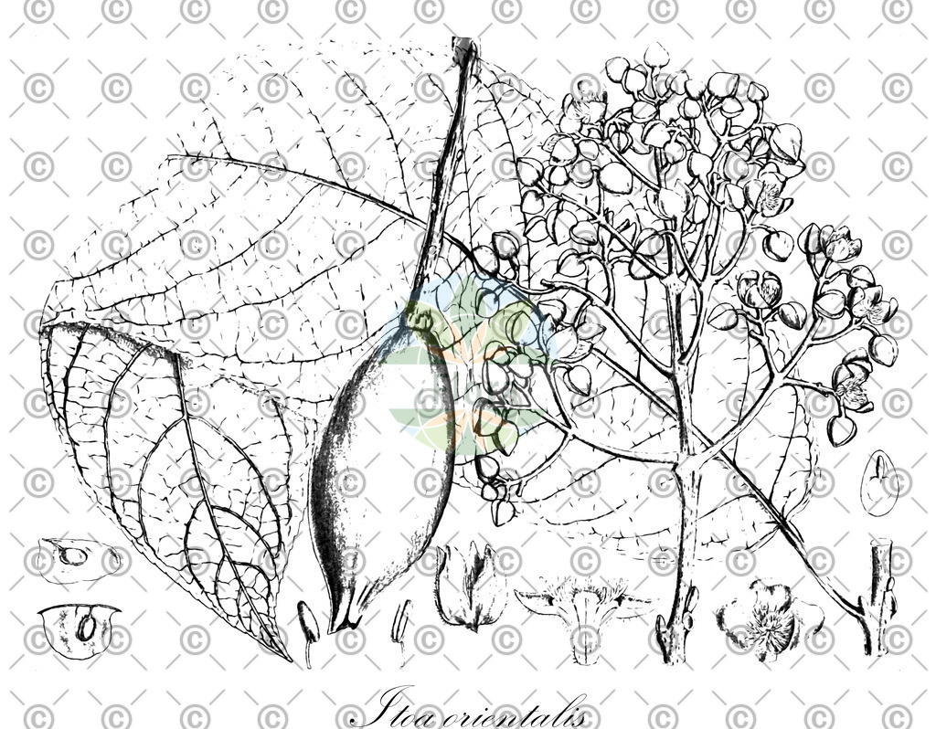 HistAbb_EMP_48130_1_SIMPLE | Historische Abbildung von Itoa orientalis - Salicaceae | Historical Illustration of Itoa orientalis - Salicaceae