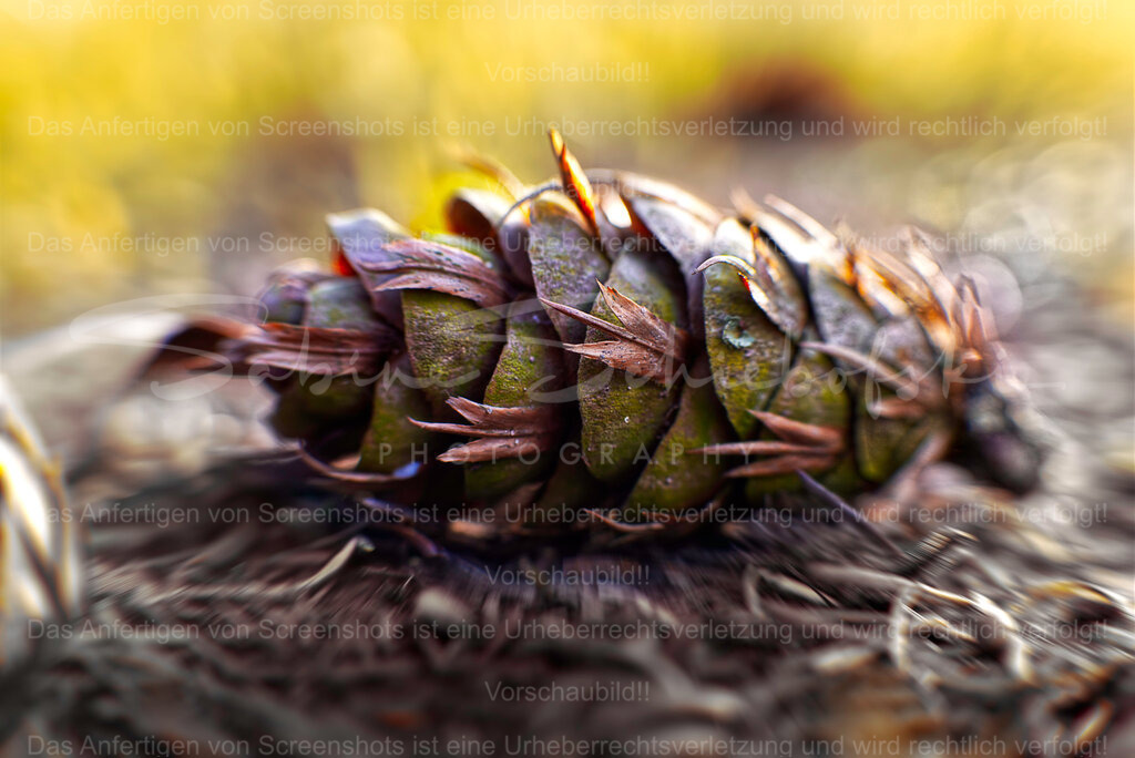 Wandbild "Natur Perfektion bis ins Detail" | People- und Tierfotografie, Imageaufnahmen, Veranstaltungsfotografie und Wandbilder aus der Natur ★ Made in Germany ✔️ Druck + Downloads ✔️ Naturfotografie in Top Qualität ★ schneller Versand, weltweite Lieferung! - Realisiert mit Pictrs.com