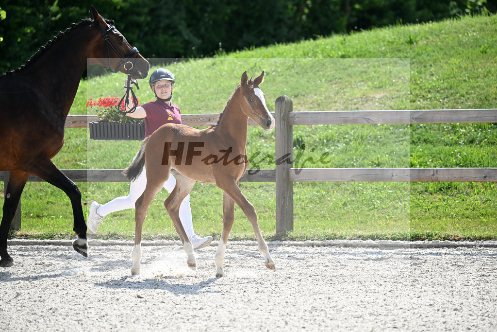 Kat-Nr. 41 Brantzau x Lordanos_SF_Weber_15251264 | hf-fotografie - Realisiert mit Pictrs.com