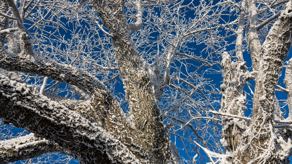 10049-12755 - Winter in der Streuobstwiese | Stockfoto und Bilderpool mit Bildmaterial aus Deutschland, dem Harz, Halberstadt, Quedlinburg, Wernigerode und weltweit. Qualitativ hochwertige und professionelle Fotos anschauen und kaufen. - Realisiert mit Pictrs.com