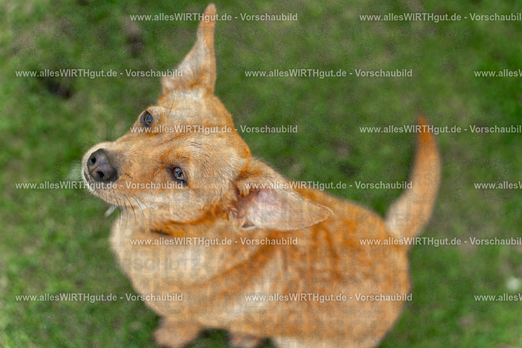 Hundeschwimmen_Volksbad_2026-allesWIRTHgut_Tierfotografie-2609061203-111340-7R500124 | Professionelle Tierfotografie in Mönchengladbach von Daniel Wirth (allesWIRTHgut). Liebevolle & natürliche Bilder von Hunden & Katzen für unvergessliche Erinnerungen.