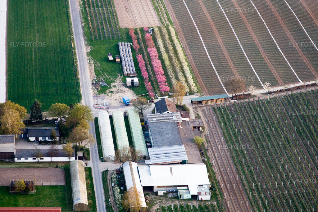 Luftbild: Blühende Obstbäume am Obsthof Zapf in Kandel im Bundesland Rheinland-Pfalz in Deutschland. Foto: IMG_17629.jpg vom 10.04.2009 durch Werner Riehm/FLY-FOTO.de