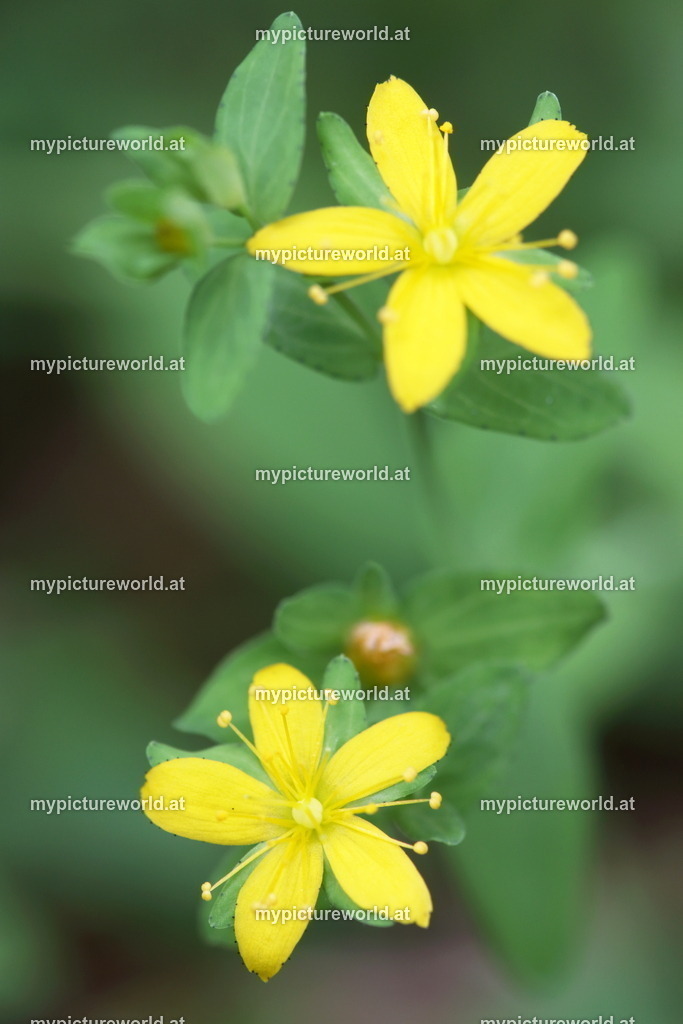 Niederliegendes Johanniskraut-003 | Das Bilderarchiv über Tiere, Planzen und Landschaften. In der Bilddatenbank finden Sie ein große Auswahl an hochwertigen Bilder für Ihre Werbung - Realisiert mit Pictrs.com