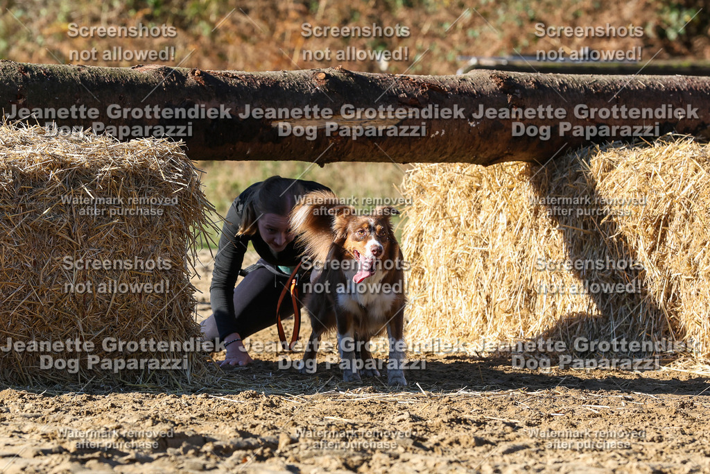 Dog Paparazzi - Strongdog 10-25-2167 | Dog Paparazzi Jeanette Grottendiek Fotografie & Videografie - Realisiert mit Pictrs.com