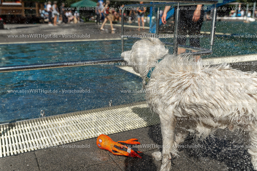 Hundeschwimmen_Volksbad_2026-allesWIRTHgut_Tierfotografie-2609061308-121815-7R500568 | Professionelle Tierfotografie in Mönchengladbach von Daniel Wirth (allesWIRTHgut). Liebevolle & natürliche Bilder von Hunden & Katzen für unvergessliche Erinnerungen.