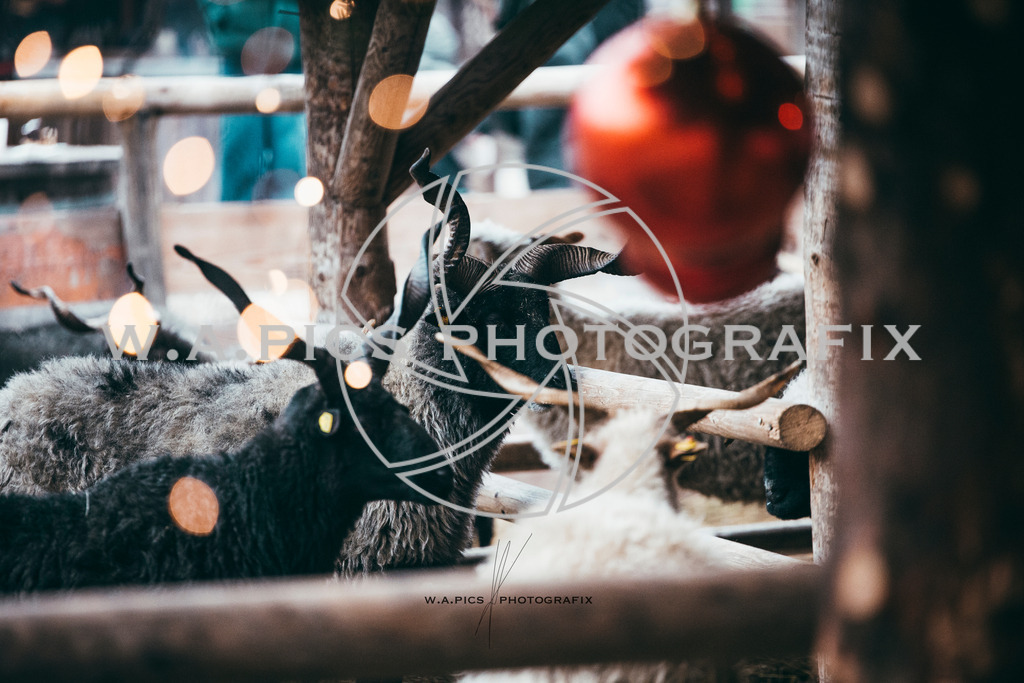 A-Willdoner_20251223_326 | Sport-,  Presse- und Eventbegleitung!
Contact me !
