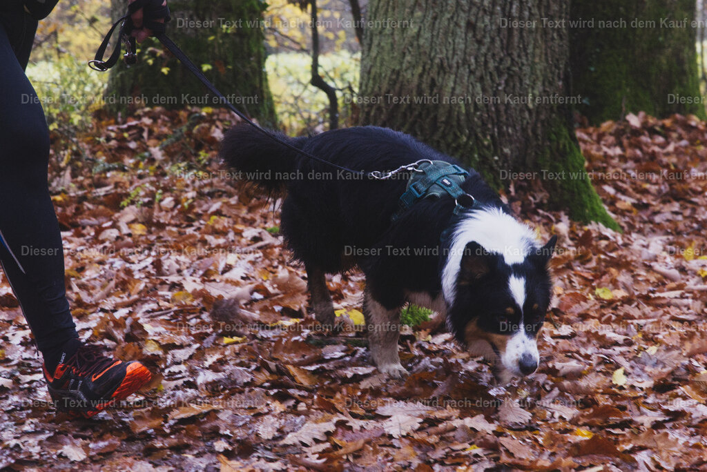 cineathletes-huegelland-2025-11-09-11-42-38 | Sportfotografie rund um Obstacle Course Racing und Trail Run - Realisiert mit Pictrs.com