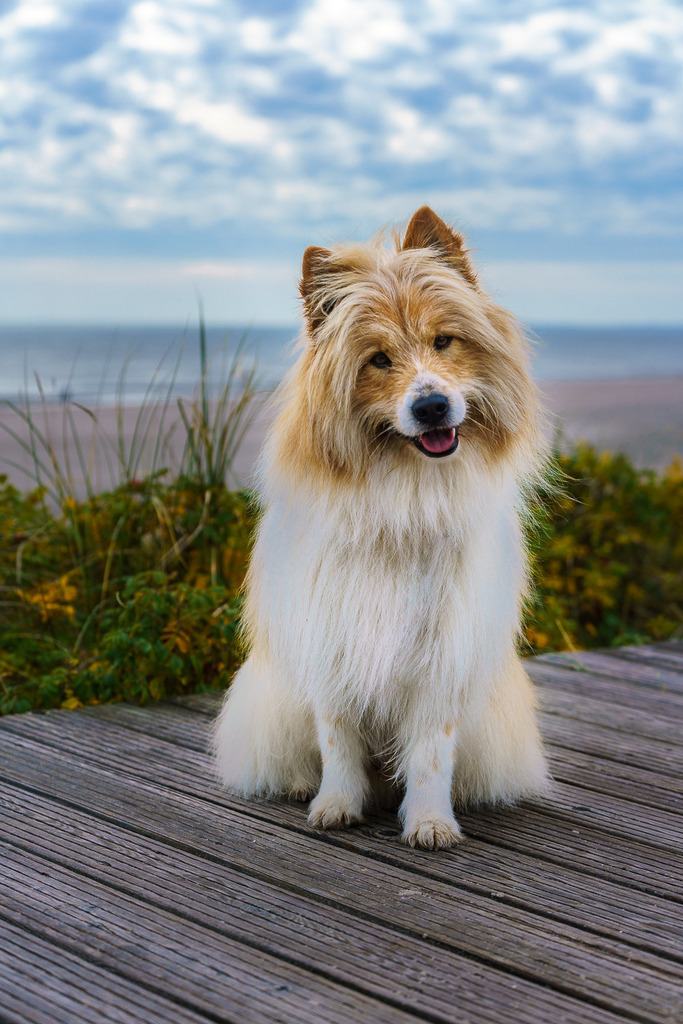 allesWIRTHgut Tierfotografie - AWG00369 | Professionelle Tierfotografie in Mönchengladbach von Daniel Wirth (allesWIRTHgut). Liebevolle & natürliche Bilder von Hunden & Katzen für unvergessliche Erinnerungen.