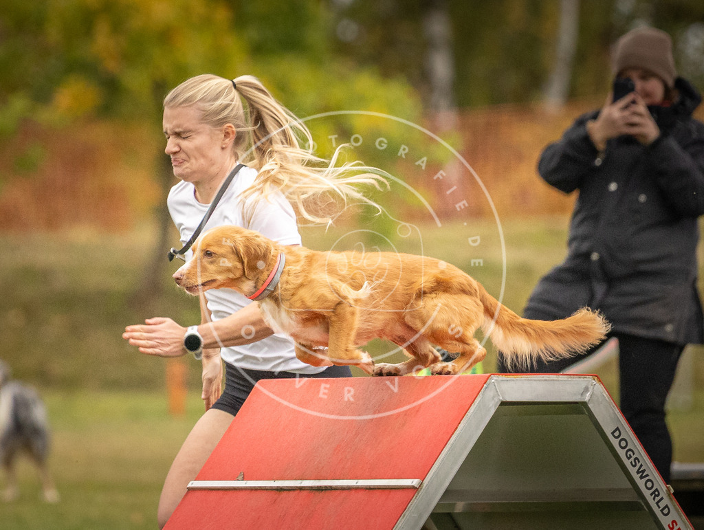 Pfotenfotografie_DV3A7407 | Hundefotografie, Tierfotograf, Pfotenfotografie, Fotoshooting Hund, Hunde Portrait, Hundesport, Hundeportraits, Heideshooting, Hunde, Sportfotograf, Hundefotograf, Turnierhundsport, THS,  - Realisiert mit Pictrs.com