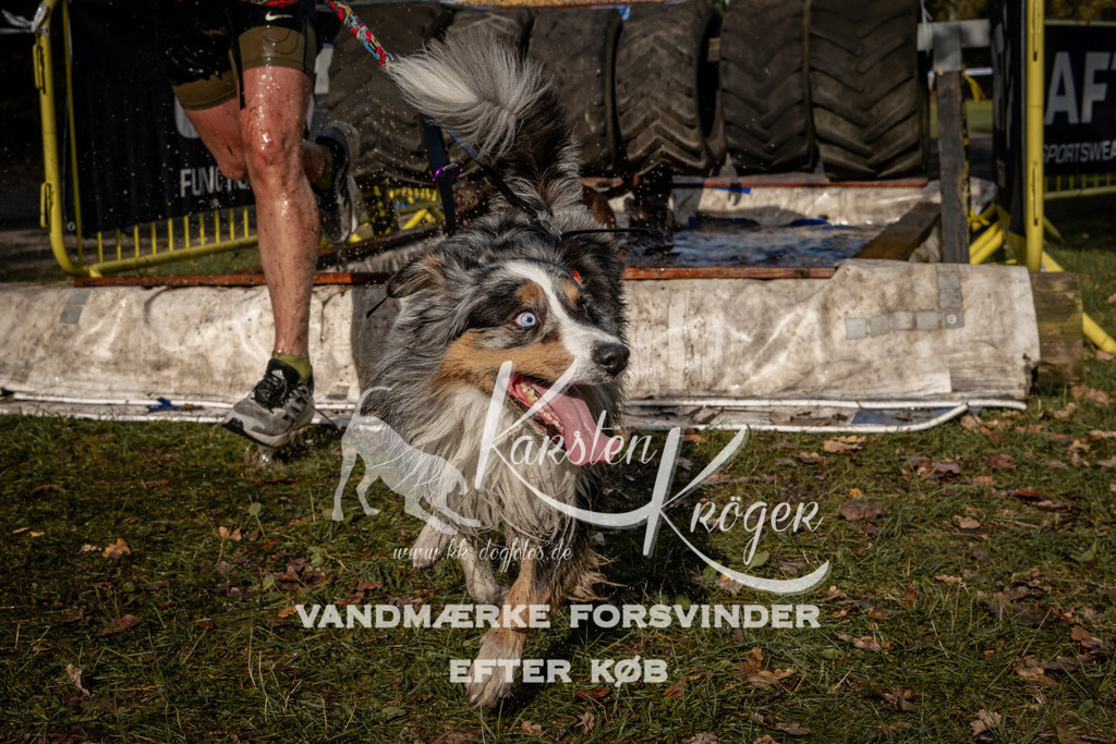 1342_ZZ92857 | kk-dogfotos